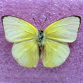 Mottled emigrant Catopsilia pyranthe(M)